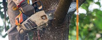 Best Utility Line Clearance  in Cloverdale, IN