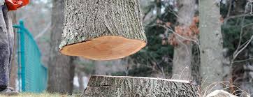 How Our Tree Care Process Works  in  Cloverdale, IN