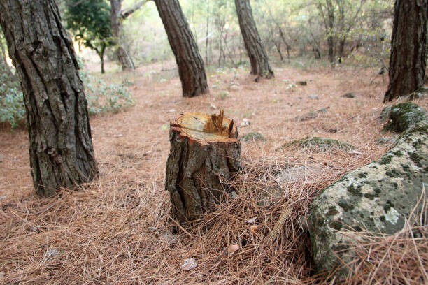 Best Tree and Shrub Care  in Cloverdale, IN