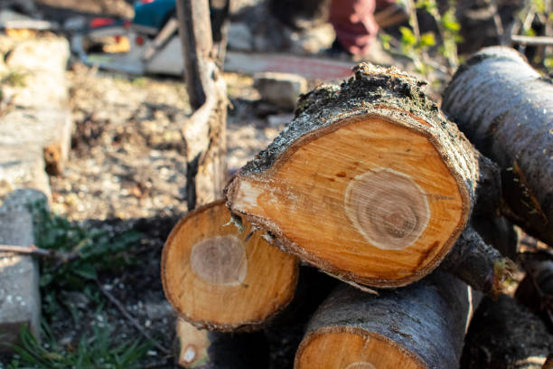Best Tree Risk Assessment  in Cloverdale, IN
