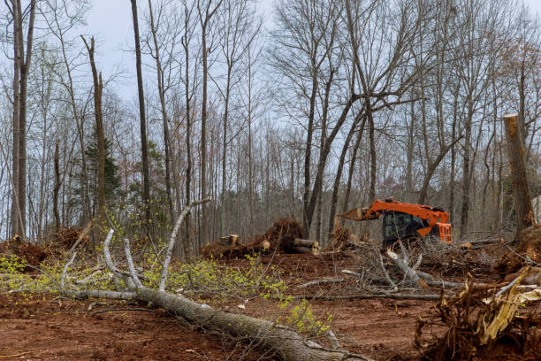 Professional Tree Care in Cloverdale, IN