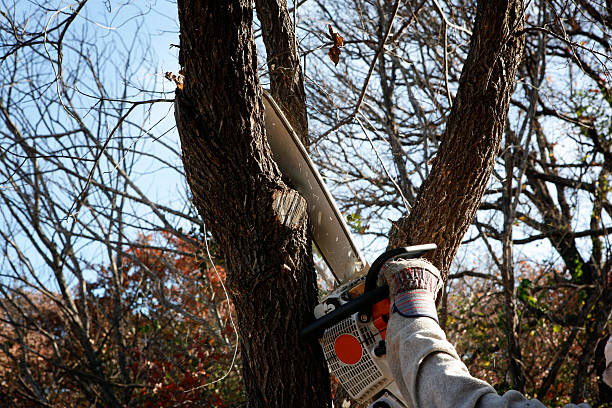 Best Emergency Tree Removal  in Cloverdale, IN