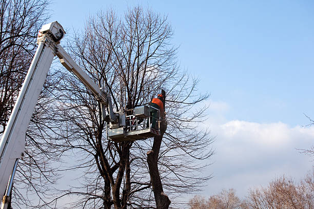Best Storm Damage Tree Cleanup  in Cloverdale, IN