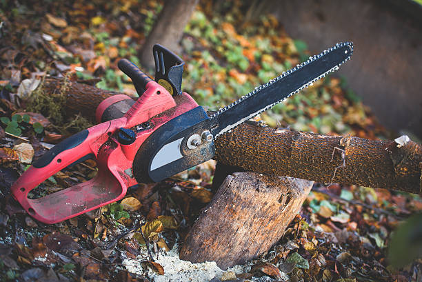 Best Tree Mulching  in Cloverdale, IN
